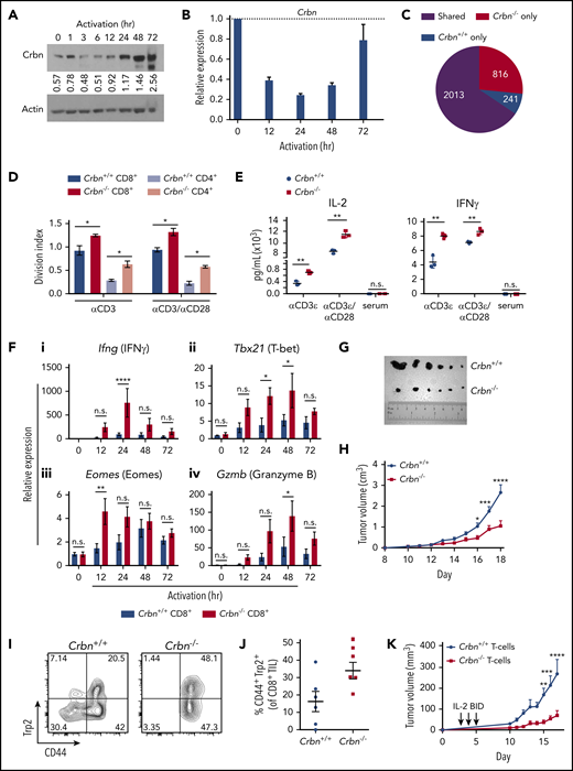Ablation of Crbn augments T-cell activation and function. CRBN protein (A) and mRNA (B) levels following anti-CD3ε/anti-CD28 stimulation of mouse (C57Bl/6) T cells. (C) Number of transcriptional changes after anti-CD3ε+anti-CD28 stimulation of Crbn+/+ T cells, Crbn−/− T cells, or both (Shared). (D) Crbn+/+ and Crbn−/− CD4+ and CD8+ T-cell proliferation after 72 hours of 5 μg/mL anti-CD3ε+/−/1 μg/mL anti-CD28 stimulation, as measured by CellTrace Violet (CTV), quantified by the division index (mean number of divisions per cell). (E) Production of IL-2 and IFN-γ after 72 hours of activation in Crbn+/+ and Crbn−/− T cells after stimulation with anti-CD3ε+/−/anti-CD28. (F) Fold change in levels of the indicated mRNAs (determined by qRT-PCR) after activation of Crbn+/+ and Crbn−/− CD8+ T cells for 12, 24, 48, and 72 hours, relative to levels of B2M (β2-microglobulin) mRNA: Ifng (i), Tbx21 (ii), Eomes (iii), and Gzmb (iv). (G) Images of representative B16 melanoma tumors in Crbn+/+ and Crbn−/− recipient mice and (H) tumor growth over time in these 2 cohorts. (I-J) CD44 cell surface expression and Trp2-peptide reactivity of CD8 tumor-infiltrating lymphocytes from B16 tumor-bearing Crbn+/+ and Crbn−/− mice (day 10). (K) Tumor growth of B16 tumor-bearing mice after adoptive cell transfer of Crbn+/+ and Crbn−/− T cells and treatment with IL-2 twice a day (arrows). All results are representative of at least 2 independent experiments in at least 3 mice (excluding microarray analysis). n.s., not significant; *P < .05; **P < .01; ***P < .001; ****P < .0001.