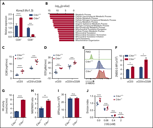 CRBN loss augments energetics of activated CD8+ T cells. (A) Relative expression of Kcna3 (vs B2M) after a 24-hour stimulation of Crbn+/+ and Crbn−/− CD4+ and CD8+ T cells with anti-CD3ε, with or without anti-CD28. (B) Pathway analysis of transcripts that specifically change in activated Crbn−/− T cells (Figure 1D). Basal ECARs (C) and OCRs (D) in anti-CD3ε, with or without anti-CD28–activated Crbn+/+ and Crbn−/− CD8+ T cells. (E-F) Glucose uptake of activated Crbn+/+ and Crbn−/− CD8+ T cells with anti-CD3ε, with or without anti-CD28, as measured by the fluorescent glucose analogue 2-NBDG; G-MFI, geometric MFI; FMO, fluorescence −1. (G) Hexokinase (HK) enzymatic activity of activated Crbn+/+ and Crbn−/− CD8+ T cells. (H) NAD+/NADH ratio of activated Crbn+/+ and Crbn−/− CD8+ T cells. (I) ATP production of activated Crbn+/+ and Crbn−/− CD8+ T cells. (J) Crbn+/+ and Crbn−/− CD8+ T-cell proliferation after 72 hours of anti-CD3ε+anti-CD28 stimulation with 2-deoxyglucose to suppress glycolysis. All results are representative of at least 2 independent experiments. n.s., not significant; * P < .05; ** P < .01; *** P < .001; **** P < .0001.
