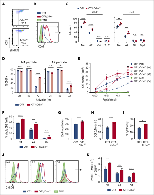 CRBN controls antigen-specific CD8+ T-cell activation. (A) OVA-reacting, tetramer-positive CD8+ splenocytes from OT1 and OT1;Crbn−/− mice. (B-C) Total number of CD69-expressing OT1 and OT1;Crbn−/− T cells at 72 hours in response to SIINFEKL (N4, B), or in response to N4, SAINFEKL (A2), SIIGFEKL (G4), or Trp2 peptides, with or without added IL-2 (C). (D) CD69 expression in OT1 and OT1;Crbn−/− T cells after 24, 49, and 72 hours of culture with 0.1 nM N4 or A2 peptide. (E) Dose response of peptide-reactive T cells with 0.1 nM of N4, A2, or G4 peptide stimulation, as determined by cell counting. (F) Percentage of viable CD8+ T cells after stimulation with the N4, A2, and G4 peptides for 72 hours. Basal ECARs (G) and basal OCRs (H) from OT1 and OT1;Crbn−/− CD8+ T cells stimulated with SIINFEKL peptide for 24 hours. (I) Percentage of cytotoxicity of OT1 and OT1;Crbn−/− T cells vs OVA-expressing B16 cells (72-hour coculture). (J) Flow analysis of glucose uptake based on fluorescent glucose analogue, 2-NBDG;G-MFI, after 48 hours of activation with the N4, A2, and G4 peptides of OT1 and OT1;Crbn−/− T cells in CD69+ cells. (K) Summary of data shown in panel J. All results are representative of at least 2 independent experiments. n.s., not significant, *P < .05; **P < .01; ***P < .001; ****P < .0001.