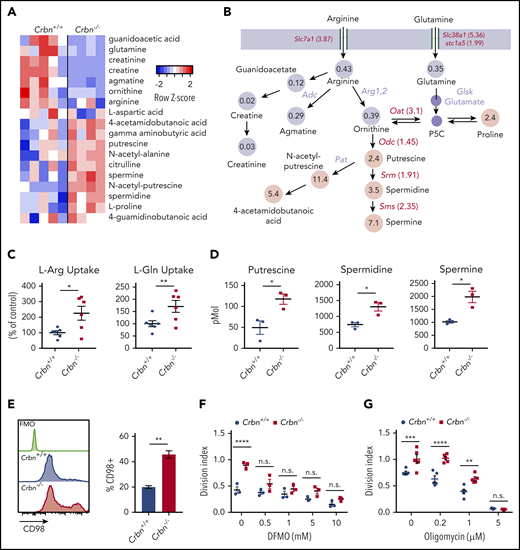 CRBN harnesses arginine and glutamine metabolism in activated CD8+ T cells. (A-B) Metabolomic LC-MS/MS analysis of 24-hour anti-CD3ε+anti-CD28–activated Crbn+/+and Crbn−/− CD8+ T cells. (A) Heat map of metabolites that were significantly different and (B) the average fold change in arginine, glutamine, and proline metabolites. Gray indicates downregulated metabolites in the pathway, and pink denotes increased metabolites in the pathway. Fold change in mRNA levels for enzymes and transporters for each reaction are indicated. All enzymes and transporters were upregulated by the fold change indicated in Crbn−/− CD8+ T cells. Enzymes that were not assessed for differential expression are shown in lavender. (C) L-Arg and L-Glu uptake (% of control) by Crbn+/+ and Crbn−/− CD8+ T cells after 24 hours of anti-CD3ε+anti-CD28 activation. (D) Intracellular putrescine, spermidine, and spermine levels measured by LC-MS/MS of activated Crbn+/+and Crbn−/− CD8+ T cells (24 hours). (E) Flow cytometric analyses of CD98 expression in Crbn+/+and Crbn−/− CD8+ T cells after anti-CD3ε+anti-CD28 stimulation for 24 hours. (F-G) Crbn+/+ and Crbn−/− CD8+ T-cell proliferation after 72 hours of anti-CD3ε+anti-CD28 stimulation with cotreatment of α-difluoromethylornithine (5 mM; DFMO; F) or oligomycin (G). All results are representative of at least 2 independent experiments (excluding metabolomics analysis). n.s., not significant; *P < .05; ** P < .01; ***P < .001; ****P < .0001.