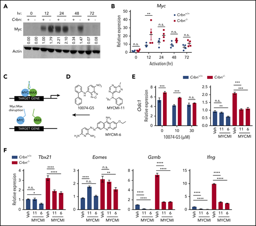 CRBN controls TE phenotype by altering the dynamic regulation of MYC. (A) Myc protein levels in activated Crbn+/+ and Crbn−/− T cells (denoted + and −) were determined by immunoblot analysis at the indicated intervals after stimulation with anti-CD3ε+anti-CD28. The expression shown is relative to levels of β-actin, and the data are representative of 4 independent experiments. Values indicate band density of the western blot. (B) Myc mRNA levels in Crbn+/+ and Crbn−/− CD8+ T cells after activation by anti-CD3ε+anti-CD28 for the times indicated. (C) Diagram of MYC:MAX pharmacological disruption and (D) the structures of 10074-G5, MYCMI-11, and MYCMI-6 MYC:MAX inhibitors used. (E-F) CD8+ T cells were stimulated with anti-CD3ε+anti-CD28 for 24 hours, with or without cotreatment with the indicated doses of 10074-G5 or with 30 μM MYCMI-11 or MYCI-6 MYC/MAX dimerization inhibitors. Levels of Odc1 (E), and the TE signature genes Tbx21, Eomes, Gzmb, and Ifng transcripts in Crbn+/+and Crbn−/− CD8+ T cells (F). All results are representative of at least 2 independent experiments. n.s., not significant; *P < .05; **P < .01; ***P < .001; ****P < .0001.