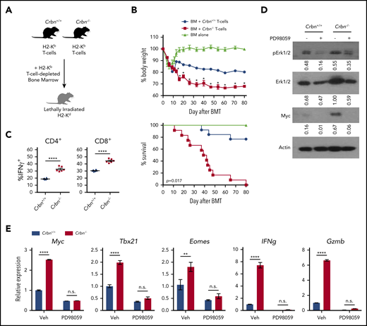 CRBN controls TE phenotype and harnesses GVHD pathogenesis. (A) Schematic of GVHD experiments. (B) Effects of GVHD in a model of BALB/c mice receiving C57Bl/6 T-cell–depleted bone marrow, with and without Crbn+/+ or Crbn−/− T cells (H2b) after lethal body irradiation. The percentage of body weight (top) and survival (bottom) of recipient BALB/c H2d mice was monitored at the indicated intervals. (C) The percentage of IFN-γ–producing CD4+ and CD8+ T cells in donor Crbn+/+ or Crbn−/− T cells derived from the GVHD model after restimulation with phorbol myristate acetate and ionomycin ex vivo on day 14 after transplantation. (D) pERK1/2, total ERK1/2, and Myc protein levels, as determined by western blot analysis in Crbn+/+ and Crbn−/− CD8+ T cells, with or without 25 μM PD98059 24 hours after activation with anti-CD3ε+anti-CD28. (E) qRT-PCR analysis of Myc, Tbx21, Eomes, Ifng, and Gzmb mRNA levels in Crbn+/+ vs Crbn−/− CD8+ T cells 24 hours after activation with anti-CD3ε+anti-CD28+/− cotreatment with 25 μM PD98059. All results are representative of at least 2 independent experiments. n.s., not significant; *P < .05; **P < .01; ****P < .0001.
