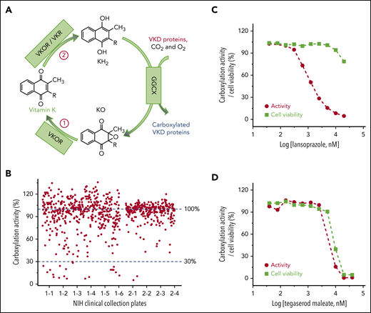 Cell-based screening of the NCC library for drugs that off-target the vitamin K cycle. (A) Vitamin K redox cycle. When VKD proteins are carboxylated by GGCX, by using vitamin K hydroquinone (KH2), carbon dioxide (CO2), and oxygen (O2) as cofactors, KH2 is oxidized to KO, which must be reduced to KH2 by a 2-step reduction. (B) Functional screenings of the 727 drugs in the NCC library. FIXgla-PC/HEK293 cells were incubated with the drugs identified in the NCC library (final concentration, 10 µM) in cell culture medium containing 5 µM KO. After a 48-hour incubation, reporter protein carboxylation was evaluated by ELISA. Carboxylation activity of DMSO-treated cells was normalized to 100%. The effect of lansoprazole (C) and tegaserod maleate (D) on VKD carboxylation and cell viability. FIXgla-PC/HEK293 cells were incubated with increasing concentrations of the test drug in cell culture medium containing 5 µM KO. Twenty-four hours later, cell culture medium was used for the cell-based activity assay and the drug-treated cells were used for the cell viability assay.