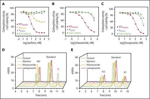 Characterization of drugs that inactivate VKOR for KO reduction. (A) Inhibition of VKD carboxylation by warfarin. FIXgla-PC/HEK293 cells were incubated with increasing concentrations of warfarin in cell culture medium containing 5 µM KO (KOHEK293) or vitamin K (KHEK293) for cell-based activity and cell viability assays, as described in the legend to Figure 1C. DGKO cells were used for a similar assay, with vitamin K serving as the substrate (KDGKO). Inhibition of VKD carboxylation by nitazoxanide (B) and lansoprazole (C). FIXgla-PC/HEK293 and DGKO cells were incubated with increasing concentrations of the test drug in cell culture medium containing 5 µM KO (KOHEK293) and vitamin K (KDGKO), respectively, for cell-based activity and cell viability assays. (D) Inhibition of KO reduction by warfarin, nitazoxanide, and lansoprazole in HEK293 cells. GGCX-knockout HEK293 cells were incubated with 10 µM KO in the presence or absence of 10 µM test drug for 5 hours. DMSO-treated cells were used as the control. KO reduction activity was evaluated by the production of vitamin K (red) in the chromatogram. (E) Inhibition of vitamin K reduction by warfarin, nitazoxanide, and lansoprazole in HEK293 cells. DGKO cells were incubated with 10 µM vitamin K in the presence or absence of 10 µM of the test drug for 5 hours. DMSO-treated cells were used as the control. Vitamin K reduction activity was evaluated by the production of KO (red) in the chromatogram.
