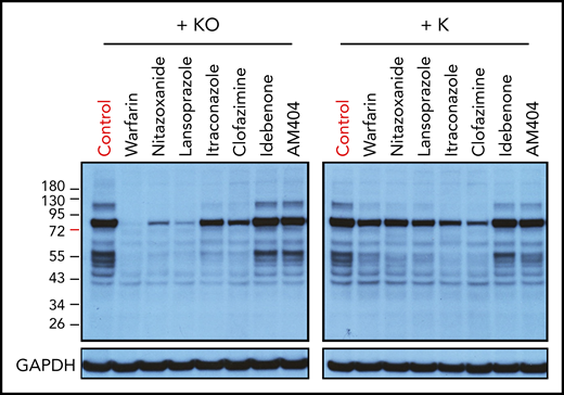 Effect of top-hit drugs on the carboxylation of endogenous VKD proteins. HepG2 cells were incubated with 3 µM of the drug in cell culture medium containing 5 µM KO (A) or vitamin K (B) for 24 hours. DMSO-treated cells were used as the control. The whole-cell lysate was used for western blot analysis with a monoclonal antibody that specifically recognizes carboxylated glutamate residues as the primary antibody. Cell lysates from an equal number of cells were loaded onto the gel, as demonstrated by the loading control of glyceraldehyde 3-phosphate dehydrogenase (GAPDH).