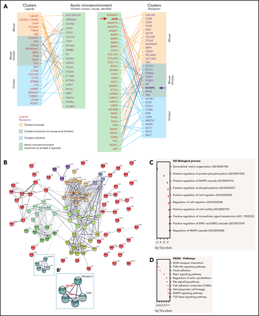 Ligand-receptor interactions, biological processes, and pathways active during the cross talk between the cluster cells and the aortic microenvironment. (A) Distribution of the ligands and their corresponding receptors in the aortic microenvironment and clusters based on the microenvironment data set (common to at least 2 species, supplemental Table 9), the chicken cluster data set (supplemental Table 10), and a mouse cluster data set.35 (B) Secretomics analysis using the microenvironment data set (common to at least 2 species) and the chicken/mouse cluster data sets. Of note, not all molecules are linked, because we used stringent active interaction sources (experiments and database) for better readability of the k-means clustering network. (B′) Enlarged view of the blue node shown in the box in panel B. (C-D) Ten first biological processes in GO terms (C) and most relevant KEGG pathways (D) enriched in the ligand-receptor data sets.