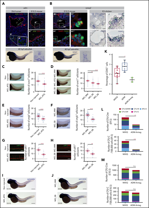 ADM and its receptor RAMP2 are novel and conserved HSPC regulators. (A) Top left panel: cryosection of 35-day-old human embryo stained with anti-ADM (green) and anti-CD34 (red) antibodies and 4′,6-diamidino-2-phenylindole (DAPI; blue). (A′) ADM expression in the ventral aortic microenvironment. Top right panels: cryosection of E10.5 mouse embryo stained with anti-ADM (green) and anti-CD31 (red) antibodies and DAPI (blue). (A′′) Enlargement of the boxed area showing immunostaining for ADM in the ventral aortic microenvironment close to budding hematopoietic cells. Bottom panels: WISH showing the expression pattern of adm in 40-hpf zebrafish embryos (left panel). Post-ISH embryos cryosectioned to show the expression pattern of adm along the dorsal-ventral axis of the embryo trunks (right panel). (B) Top left (B1): cryosection of E10.5 mouse embryo stained with anti-RAMP2 (red) and anti-RUNX1 (green) antibodies and DAPI (blue). (B1′,B1′′,B1′′′) Enlargement of boxed areas showing immunostaining for RAMP2 in the ventral endothelium and clusters. (B2) Top right panels: ISH showing the expression pattern of RAMP2 in an E3 chicken embryo cryosection. (B2′,B2′′,B2′′′) Enlargement of boxed areas showing RAMP2 expression in the ventral aortic endothelium and clusters. Bottom panels: WISH showing the expression pattern of ramp2 in 40-hpf zebrafish embryos (left panel). Post-ISH embryos show the expression pattern of ramp2 along the dorsal-ventral axis of the embryo trunks (right panel). The number of embryos analyzed for WISH is indicated on the photos. (C-D) The number of runx1+ HSPC cells was counted per aorta after WISH in noninjected embryos, embryos injected with mismatch MOs (controls), and embryos injected with blocking MOs (ATG and/or SB) for ADM (C, right panels) and Ramp2 (D, right panels). Representative cases of WISH for runx1 expression in controls and adm (C) and ramp2 (D) injected MOs, analyzed at 40 hpf (left panels). Graphs represent the average number (±SEM) of runx1+ cells in the dorsal aorta in each condition (n = 3 independent experiments, n ≈ 50 zebrafish embryos each). (E-F) Number of cmyb+ HSPCs per aorta in embryos not injected or injected with mismatch MOs (MO_MM) or blocking MOs (MO_ATG or MO_SB) for adm (E) and ramp2 (F). Example of WISH for cmyb in controls and adm (E) and ramp2 (F) injected MOs, analyzed at 48-hpf (left panels). Graphs represent the average number (±SEM) of cmyb+ cells in the aorta (n = 3 independent experiments; n ≈ 30 embryos for each condition). (G-H) Number of cd41+ HSPCs per aorta in embryos not injected or injected with mismatch MOs (MO_MM) or blocking MOs (MO_ATG or MO_SB) for adm (G) and ramp2 (H). Fluorescent micrographs of controls and adm (G) and ramp2 (H) injected MOs in the Tg(kdrl:mCherry;cd41:eGFP) fish background, analyzed at 40 hpf (left panels). Graphs represent the average number (±SEM) of cd41+ cells in the aorta (n = 2 independent experiments, 11-18 embryos for each condition). (I-J) WISH for ephrinB2a (arterial marker) in controls and adm (I) and ramp2 (J) injected MOs, analyzed at 40 hpf. (K) Graph represents the percentage of CD45+ hematopoietic cells in E3 chicken trunks after intracardiac injection of MilliQ water (control), ADM, or ADM-Antag. n = 2 independent experiments. Dot: 2 to 3 trunks pooled. (L-M) In vitro clonogenic assay with cells isolated from E9.5 (L) or E10.5 (M) wild-type AGMs cultured as explants with MilliQ (control) or ADM-Antag. Top: the number of CFU-Cs per AGM embryo equivalent (ee). Bottom: the number of CFU-Cs per 100 000 AGM explant cells. One representative experiment of 2 independent experiments. Bars represent 100 µm (A-H) and 200 µm (I-J). *P < .05; **P < .01; ***P < .001; ****P < .0001; n.s., not significant, by Student t test. BFU-E, burst forming unit-erythroid; CFU-G, CFU-granulocyte; CFU-GEMM, CFU-granulocyte-erythroid-macrophage-megakaryocyte; CFU-GM, CFU-granulocyte-macrophage; CFU-M, CFU-macrophage.