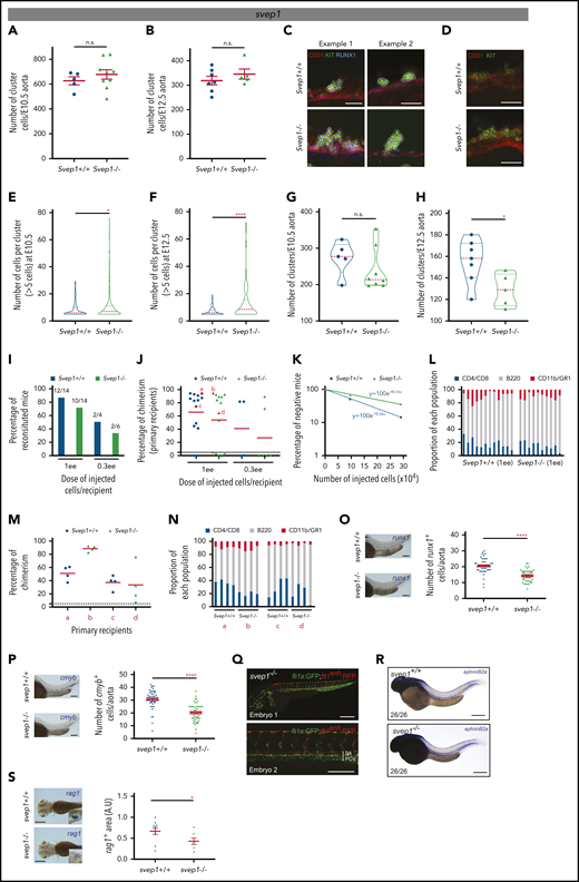 Svep1 regulates the cellularity and fate of clusters. (A-B) Number of cluster cells per E10.5 (A) and E12.5 (B) Svep1+/+ and Svep1−/− aortas (at E10.5: n = 5 and 9 Svep1+/+ and Svep1−/− embryos, respectively; at E12.5: n = 7 and 5 Svep1+/+ and Svep1−/− embryos, respectively; n = 3 independent experiments). Bars represent means ± SEM. (C-D) Enlarged examples of clusters after maximal projection of E10.5 (C) and E12.5 (D) Svep1+/+ (top panels) and Svep1−/− (bottom panels) aortas stained with anti-CD31 (endothelial and hematopoietic marker, red), anti-KIT (hematopoietic marker, green), and anti-RUNX1 (hemogenic endothelium and hematopoietic marker, blue) antibodies. (E-F) Number of cells per clusters composed of more than 5 cells in E10.5 (E) and E12.5 (F) Svep1+/+ and Svep1−/− aortas. (G-H) Number of clusters per E10.5 (G) and E12.5 (H) Svep1+/+ and Svep1−/− aortas. (I) Hematopoietic repopulation analyses after injection of AGM cells isolated from Svep1+/+ and Svep1−/− E11 embryos (n = 1-3 independent experiments). Numbers above bars indicate the number of mice repopulated/number of mice injected. Dose of injected cells is indicated as embryo equivalent (ee). (J) Percentage of chimerism in peripheral blood for each injected mouse in panel I, 4 months after transplantation. Dot: 1 transplanted recipient mouse. Red dots: mice used to perform secondary transplantations (labeled a-d, here and in subsequent panels). Dashed line: limit of positivity (>5% of chimerism by flow cytometry). Red line: chimerism average. (K) HSC frequency determined based on the transplantation results in panel I. HSC frequency per AGM was estimated by Poisson statistics applied to the percentage of nonrepopulated recipients (y-axis) and the number of injected cells (x-axis). (L) Long-term donor-derived lymphoid (T cells: CD4+, CD8+; B cells: B220+) and myeloid (CD11b+, GR1+) contribution in the blood of reconstituted recipients in panel J. Each bar represents a single recipient. (M) Percentage of chimerism in peripheral blood for each secondary recipient mouse transplanted with 3 × 106 bone marrow cells isolated from the primary reconstituted recipients (a-d, indicated in panel J) at 4 months after transplantation. Dot: 1 transplanted repicient mouse. Dashed line: limit of positivity (>5% of chimerism by flow cytometry). Red line: chimerism average. (N) Long-term donor-derived lymphoid (T cells: CD4+, CD8+; B cells: B220+) and myeloid (CD11b+, GR1+) contribution in the blood of secondary reconstituted recipients shown in panel M. Each bar represents a single recipient. (O-P) Number of runx1+ (O) and cmyb+ (P) HSPCs per aorta at 40 and 48 hpf, respectively, were determined after WISH in svep1+/+ and svep1−/− zebrafish embryos. Representative cases of WISH for runx1 and cmyb expressions in svep1+/+ and svep1−/− zebrafish embryos (left side of each graph). Graphs represent the average number (±SEM) of runx1+ and cmyb+ cells in the dorsal aorta (n ≈ 50 zebrafish embryos each). (Q) Fluorescent micrographs of 2 svep1−/− (fli1a:GFP;flt1enh:RFP) embryos analyzed at 40 hpf. Global view (top panel, embryo 1) and enlargement of the dorsal aorta area (bottom panel, embryo 2). (R) WISH for ephrinb2a in svep1+/+ (top panel) and svep1−/− (bottom panel) embryos, analyzed at 40 hpf. The total number of embryos analyzed for WISH is indicated on the photographs. (S) The rag1+ thymic areas at 4 dpf were determined after WISH in svep1+/+ and svep1−/− zebrafish embryos. Representative cases of WISH for rag1 expression in svep1+/+ and svep1−/− zebrafish embryos (left panels). Graphs represent the average of rag1+ thymic area (±SEM) (n ≈ 10 zebrafish embryos). *P < .05; **P < .01; ***P < .001; ****P < .0001; n.s., not significant, by Student t test. Bars represent 50 µm (C-D), 100 µm (O-Q), and 200 µm (R-S).