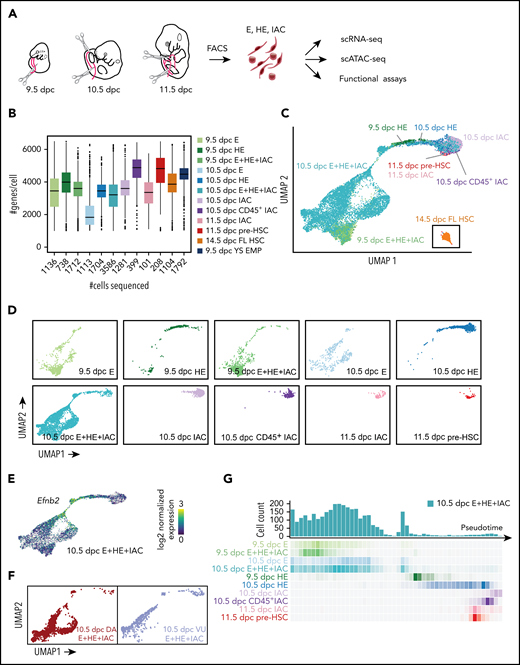 Experimental design and overview of single cell RNA-Seq data. (A) The caudal part of embryos was isolated (boundaries are illustrated with scissors), and then organs and gut tube removed. VU were isolated and included in the sample. The tissue was dissociated and cells were isolated by fluorescence-activated cell sorting, then analyzed by scRNA-Seq, scATAC-Seq, or in functional assays. All cell populations purified and sequenced are listed in supplemental Table 2; sort plots are shown in supplemental Figures 1 and 2. (B) The number of cells sequenced (x-axis) and genes per cell detected for representative samples. (C) UMAP of continuous EHT trajectory and FL-HSCs, with selected cell populations labeled. (D) Distribution of cells from each dataset in the UMAP reflecting EHT trajectory. (E) UMAP illustrating the 2 streams of E cells expressing high levels of the arterial marker Efnb2 that converge to form the stem leading to HE and IACs. (F) E+HE+IAC cells separately purified from the VU arteries, and from the DA within the caudal half of the embryo, highlighted on the global UMAP plot. (G) Cell count along the pseudotime trajectory. Bar graph quantifies results from a single sort of 10.5 dpc E+HE+IAC cells; heat maps below the graph show distribution of cells in all sorted cell populations.