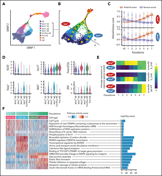 Two streams of E cells converge before hemogenic endothelium. (A) UMAP of EHT trajectory (from Figure 1C, with FL-HSC removed) showing the 7 clusters identified by Louvain clustering in supplemental Figure 5A, with Wnthi E subdivided into Wnthi AE and Wnthi VE, plus Wntlo E subdivided into Wntlo AE and Wntlo VE based on the arterial/venous score determined as shown in panels B and C. (B) Enlarged UMAP highlighting the 2 streams of endothelial cells converging to conflux AE. Numbers in yellow circles represent pseudotime bins up to the point of convergence. The dotted gray line represents the boundary between AE and VE. (C) Arterial score vs venous score over pseudotime bins. Cluster VE from panel A is used as the first pseudotime bin. Curves are fitted for AE score and VE score of each branch using a generalized additive model. (D) Violin plots of expression of cluster-specific genes, including venous marker Nr2f2, arterial marker Sox17, Wntlo AE-specific gene Tmem255a, Wnthi AE-specific genes Foxq1 and Nkd1, and Notch ligand Dll4. (E) Average expression of Wntlo E, Wnthi E, and pre-HE-specific genes over pseudotime. Differentially expressed genes were derived by pairwise expression analysis between Wntlo E and Wnthi E. Pre-HE specific genes were derived by comparing pre-HE with Wntlo plus Wnthi E. (F) Heatmap showing stream-specific Reactome pathway activity over pseudotime. AUCell package63 was used to compute a pathway activity score for each cell. One vs the rest Student t test was used to identify group-specific pathways and the top 6 most significant pathways were plotted.