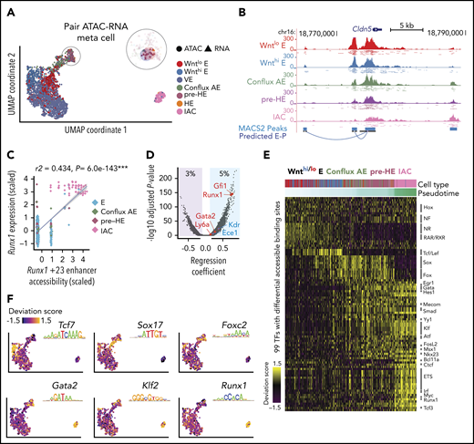 Joint scRNA-Seq and scATAC-Seq analysis of bottleneck populations. (A) UMAP of 1637 cells from scRNA-Seq and 1,186 cells from scATAC-Seq, aligned using Seurat algorithm with a custom defined gene-by-cell activity score matrix (see supplemental Methods). The number of HE cells was too few to be resolved by UMAP and was clustered with pre-HE. To gain enough statistical power for predicting E-P, we pooled reads from 10 nearest neighbors as “meta cells,” and paired scATAC meta cells to nearby scRNA meta cells. Additional details can be found in the supplemental Methods section. (B) UCSC genome browser tracks showing open chromatin signal of Cldn5 promoter and its predicted enhancers. Dots below each aggregated signal track represent signal from 50 sampled cells of each type. (C) Linear regression shows high correlation between Runx1 +23 enhancer chromatin accessibility and Runx1 expression levels (z-score transformed). Each point represents a paired ATAC-RNA meta cell in panel A, with pooled RNA expression on the y-axis and pooled enhancer accessibility on the x-axis. (D) Prediction of E-P interaction using linear regression. Predictions (points in blue shaded area, 5% of total candidate interactions) were made using P < .01 and regression coefficient >0.1. We recapitulated the majority of known E-P interactions that function during EHT, with the Runx1 +23 enhancer65 and Gfi1 enhancer66 among the top predictions. (E) TF binding patterns among called scATAC-Seq peaks assessed using chromVar,33 which defines a deviation score reflecting the accessibility change at binding sites of each TF across all cells. Binding sites were determined using DNA motif scan on the called enhancers, which does not discriminate TFs in the same family with very similar motifs. Top significant TFs based on Mann-Whitney U test are plotted for each stage. (F) ChromVar deviation score for selected TF motifs plotted on the UMAP, showing specific binding pattern for Tcf7 in Wnthi E, Sox17 in conflux E, Foxc2 in pre-HE, Gata2, and Klf2 in both pre-HE and IAC. Runx1 binding sites are highly accessible after bottleneck, but also exhibit medium to high level of chromatin accessibility in some early stage cells.
