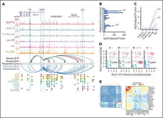 Developmental-stage-specific enhancers of Runx1. (A) UCSC genome browser tracks showing open chromatin signal for each of the populations. Tracks from E to IAC are cumulative scATAC-Seq signals (per-base unique fragment coverage) normalized by the number of cells in that population. Tracks for FL-HSC are bulk ATAC-Seq data from Chen et al.39 Experimentally validated enhancers and E-Ps from Marsman et al38 are shown in magenta. Enhancers and E-P links from Chen et al39 are shown in dark green. E-P links were inferred based on linear regression on paired scRNA-scATAC meta cells (supplemental Methods). Placental mammal conservation by PhastCons score is shown as a gray track. For each of the inferred enhancers, we scanned for known motifs from CIS-BP database and grouped TFs from the same family having similar motifs. Motif hits of several previously reported early hematopoietic TFs are highlighted below the track. (B) Distribution of linear regression P values for predicted Runx1 enhancers. Highly significant peaks include the validated +23 and −371 enhancers. The most significant peak is ∼3.6 kb downstream of P1. (C) Coaccessibility of Runx1 P1 promoter and its predicted linked enhancers in each cell type. P values for coaccessibility in each cell type were computed using Fisher exact test with multiple testing correction. (D) Stage-specific chromatin accessibility of Runx1 −371 enhancer and Runx1 expression levels (z-score transformed). Each point in the scatter plot represents a paired ATAC-RNA meta cell in Figure 5A, with pooled RNA expression on the y-axis and pooled enhancer accessibility on the x-axis. A 2-dimensional density plot is superimposed on the scatter plot. (E) Coexpression of transcription factors that have binding motifs at Runx1 enhancers and whose expression precedes Runx1. Correlations were computed using gene expression matrix including conflux E, pre-HE, and HE cells. TFs with Pearson correlation with Runx1 <0.05 were removed. Hierarchical clustering was performed on the correlation matrix and a strong TF coexpression module was highlighted.