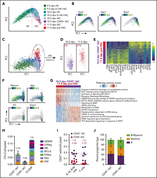 Two waves of CD45+ HSPCs in IAC cells. (A) PCA plot of a subset of data containing IACs, illustrating the trajectory of IAC differentiation from HE along the PC1 axis. (B) Expression of Gja5, Hey1, and Rac2 illustrating the maturation of IAC cells along the trajectory. (C) PCA plot showing the separation of 10.5 and 11.5 dpc IAC cells along the PC3 axis. (D) 10.5 and 11.5 dpc IAC cells, 10.5 dpc CD45+ IAC cells, and 11.5 dpc pre-HSCs plotted separately to visualize their relative distribution along the PC3 axis. A k-nearest-neighbor classifier (k = 3 with PC1-10 as feature input) was trained using 10.5 dpc CD45+ IAC cells and 11.5 dpc pre-HSCs to determine the fraction of pre-HSCs (red) in 10.5 and 11.5 dpc IAC cells. (E) Heatmap showing top differentially expressed genes in 10.5 dpc CD45+ IAC cells vs 11.5 dpc pre-HSCs. (F) Preferential expression of Mecom in 11.5 dpc pre-HSCs and IAC cells vs Myc, Il7r, and Gata1 in 10.5 dpc CD45+ IAC enriched for lymphomyeloid-biased progenitors and in 10.5 dpc IAC cells. (G) Reactome pathway analysis comparing 11.5 dpc pre-HSC and 10.5 dpc CD45+ IAC cells. Color indicates pathway activity score computed using the AUCell package.63 (H) Methylcellulose (colony forming unit-culture, CFU-C) assay performed in the presence of stem cell factor (SCF), interleukin 3 (IL-3), IL-6, and erythropoietin (EPO) to measure the frequency of committed erythroid and myeloid progenitors in 10.5 dpc CD45+ IAC cells, CD45− IAC cells, and 9.5 dpc yolk sac EMPs. BFU-E, burst forming unit-erythroid; GEMM, granulocyte/erythroid/monocyte/megakaryocyte; GM, granulocyte/macrophage; Mac, macrophage; MK, megakaryocyte. Values and error bars are mean ± SD; n= 3 experiments. Frequencies of total progenitors are indicated above the bars. (I) Limiting dilution assays on OP9 stromal cells to determine the frequencies of progenitors in purified 10.5 dpc CD45+ IAC and 10.5 dpc CD45− IAC cells yielding B (CD45+CD19+B220mid/lo), myeloid (M) (Gr1+Mac1+ or Gr1+Mac1−), and B+myeloid (B/M) cells in culture. Also shown are frequencies of progenitors in purified 10.5 dpc CD45+ IAC and 10.5 dpc CD45− IAC cells that produced T cells (CD90+ CD25+) when cultured on OP9 cells expressing the Notch ligand delta-like 1. Error bars; mean ± SD. Values and error bars are mean ± SD; n = 7. Frequencies of all progenitors are indicated above the bars. (J) Percentage of wells at the limiting cell dose containing B, M, or B/M cells from experiments in panel I. Values and error bars are mean ± SD; n = 8 experiments.