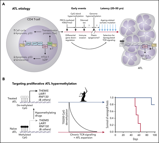 (A) The etiology of HTLV-1 infection (splicing and scale are ignored in the simplified virus genome) and conversion to ATL. (B) ATL etiology involves promoter CpG hypermethylation that silences downregulators of TCR signaling, including Themis, the Titaness personification of natural law. Expansion of chronic ATL xenografts in mice was significantly inhibited by HMA therapy with OR-21.