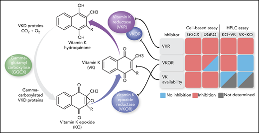 The VK cycle in which GGCX adds a carboxylic acid to specific Glu residues in VKD proteins, thereby using VK hydroquinone as cosubstrate. VKOR reduces the generated KO to VK, which is further reduced by VKOR and VKR. Monitoring reporter protein γ-carboxylation in GGCX or VKOR (DGKO) knockout cell lines using KO as substrate and quantifying KO/VK formation via high-performance liquid chromatography (HPLC) analysis led to the identification of drugs that inhibited VKOR, VKR, or intracellular VK availability. With regard to the last, small amounts of intracellular VK precluded accurate KO/VK assessment for 1 drug (“Not determined”). The figure has been adapted from Figure 1A in the article by Chen et al that begins on page 898.
