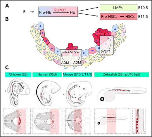 (A) New developmental trajectory from endothelium to pre-HSCs. An intermediate pre-HE stage generates HE cells through the upregulation of RUNX1. An initial wave of LMPs followed by a second wave of pre-HSCs contribute to hematopoietic clusters at E10.5 and E11.5, respectively. (B) The ligand-receptor couple ADM-RAMP2 and the secreted factor SVEP1 regulate HSPCs production in vivo. (C) Schemes of the embryo species and samples used for Tomo-seq. The red areas mark the ventral aortic region of emergence of clusters and pre-HSCs.