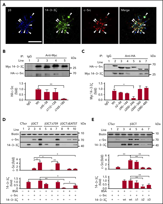 The 14-3-3ζ–c-Src–integrin-β3 complex in platelets. (A) Washed human platelets were plated on fibrinogen-coated coverslips at 37°C for 20 minutes. Confocal microscopy of permeabilized platelets stained with antibodies against integrin-β3 (blue), 14-3-3ζ (green), and c-Src (red). Arrowheads indicate 14-3-3ζ+, c-Src+, and integrin-β3+ deposits. Scale bar, 10 μm. (B) Pull-down analysis of the interaction between 14-3-3ζ or the 14-3-3ζ mutant and WT c-Src. (C) Pull-down analysis of the interaction between c-Src or the c-Src mutant and WT 14-3-3ζ. (D) Western blot analysis of recombinant c-Src or 14-3-3ζ protein precipitated by biotin-conjugated WT β3CT, β3CT lacking amino acids 759 to 761 (β3CTΔ759) or β3CT lacking amino acids 749 to 753 (β3CTΔEATST). (E) Western blot analysis of recombinant c-Src or 14-3-3ζ mutant proteins precipitated by biotin-conjugated β3CT. Δ1, Δ2, and Δ3 refer to recombinant 14-3-3ζ proteins lacking amino acids 45 to 58, 112 to 128, and 165 to 180, respectively. Data are shown as means ± SD (n = 3). Statistical significance was determined by Student t test. *P < .05, **P < .01.