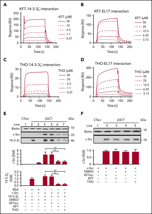 Interference with the 14-3-3ζ–c-Src–integrin-β3 complex by KF7 and THO. (A-D) SPR analysis of the interaction between KF7 or THO and 14-3-3ζ immobilized on Sensor Chip CM-5 and EL17 immobilized on Sensor Chip NTA. SPR sensorgrams of KF7 binding to 14-3-3ζ (A) and EL17 (B) or THO binding to 14-3-3ζ (C) and EL17 (D). (E) Western blot analysis of recombinant c-Src or 14-3-3ζ protein precipitated by biotin-conjugated β3CT in the presence of 0.1% DMSO, 30 μM KF7, 30 μM KF7 scrambled peptide (KF7scr), and 30 μM THO. (F) Western blot analysis of recombinant c-Src protein precipitated by biotin-conjugated WT β3CT in the presence of 100 μM KF7, KF7scr, THO or 0.1% DMSO. Data are means ± SD (n = 3). Statistical significance was determined by Student t test. **P < .01.