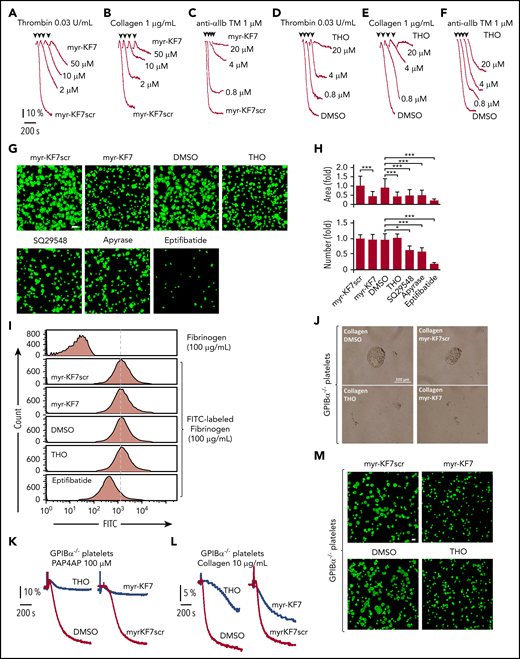 Effects of myr-KF7 and THO on platelet’s aggregation, binding, and spreading. (A-C) Aggregation of washed human platelets (300 × 109/L) stimulated with thrombin (0.03 U/mL; A), collagen (1 μg/mL; B), or anti-αIIb TM peptide (1 μM; C) in the presence of myr-KF7 and its scrambled peptide myr-KF7scr (50 μM). (D-F) Aggregation of washed human platelets (300 × 109/L) stimulated with thrombin (0.03 U/mL; D), collagen (1 μg/mL; E), or anti-αIIb TM peptide (1 μM; F) in the presence of THO and 0.1% DMSO. (G) The effect of myr-KF7 and THO on platelet spreading. Washed human platelets (100 × 109/L) were preincubated with myr-KF7, myr-KF7scr, and THO at 50 μM; SQ29548 at 4 μM; apyrase at 0.5 U/mL; or eptifibatide (10 μM). The platelets were allowed to spread on immobilized fibrinogen at 37°C for 40 minutes and stained with FITC-conjugated phalloidin for immunofluorescence microscopy. The bar represents 10 μm. (H) ImageJ software was used to quantify the platelets and area of spread. *P < .05; ***P < .001. (I) The effect of myr-KF7 and THO on soluble fibrinogen binding to platelets. Washed human platelets (300 × 109/L) were preincubated with myr-KF7, myr-KF7scr, and THO at 50 μM. Binding of FITC-conjugated fibrinogen (100 μg/mL) to platelets was measured by flow cytometry. (J-L) The effect of 100 μM myr-KF7 and THO on 100 μM for both PAR4AP- and collagen-induced aggregation of GPIbα−/− platelets. (M) Effect of 100 μM myr-KF7 and THO on GPIbα−/− spreading of platelets on immobilized fibrinogen.Scale bar, 10 μm.