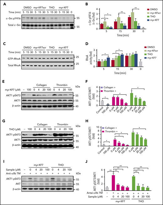 Effects of myr-KF7 and THO on platelet c-Src, RhoA, and AKT activation. (A-B) Washed human platelets pretreated with 50 μM myr-KF7, myr-KF7scr, THO, and 0.1% DMSO were allowed to adhere to immobilized fibrinogen and then solubilized at the indicated time points. Proteins from lysates were immunoblotted with antibodies to Src pY416 and c-Src. (C-D) GTP-bound RhoA was measured by association with the RhoA-binding domain of Rhotekin (GST-RBD). Washed human platelets (500 × 109/L) pretreated with myr-KF7 (E-F) or THO (G-H) were activated by 0.03 U/mL thrombin or 1 μg/mL collagen, and the lysates were immunoblotted with AKT1 pS473 or AKT1 antibody. (I-J) Platelets pretreated with myr-KF7 or THO were activated by anti-αIIb TM peptide (1 μM), and the lysates were immunoblotted with AKT1 pS473 or AKT1 antibody. All data are expressed as means ± SD (n = 3). Statistical significance was determined by Student t test. *P < .05; **P < .01.
