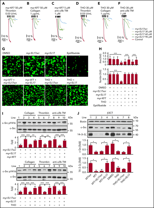 Myr-EL17 restored the platelet function affected by myr-KF7 and THO. (A-F) Washed human platelets (300 × 109/L) were preincubated with myr-KF7 (A-C) or THO (D-F) with various concentrations of myr-EL17. Aggregations were elicited by thrombin (0.03 U/mL), collagen (1 μg/mL), or anti-αIIb TM peptide (1 μM). (G) Washed human platelets (100 × 109/L) were preincubated with 50 μM myr-KF7 or THO in the presence of 100 μM myr-EL17 or myr-EL17scr (both 100 μM). After 40 minutes of spreading on immobilized fibrinogen at 37°C, the platelets were stained with FITC-conjugated phalloidin for immunofluorescence microscopy. myr-EL17 and myr-EL17scr (both 100 μM) and 10 μM eptifibatide were used as the controls. The bar represents 10 μm. (H) Image J software was used to quantify the number of platelets and area of spread. (I) Platelets preincubated with 30 μM myr-KF7 and THO in the presence of 90 μM myr-EL17 or myr-EL17scr were activated by thrombin (0.03 U/mL), collagen (1 μg/mL), or anti-αIIb TM peptide (1 μM), and the cell lysates were immunoblotted with Src pY416 and c-Src antibodies. (J) Western blot analysis of the recombinant c-Src and 14-3-3ζ precipitated by biotin-conjugated β3CT in the presence of 30 μM KF7 or THO, with or without 90 μM EL17. All data are expressed as means ± SD (n = 3). *P < .05; **P < .01; ***P < .001.