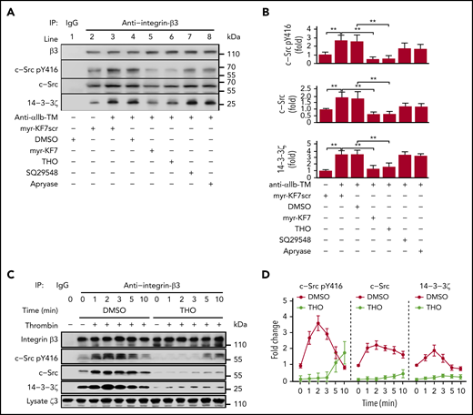 Dynamics of 14-3-3ζ and c-Src binding to integrin-β3 and the inhibiting effect of myr-KF7 and THO. (A-B) Washed human platelets (1000 × 109/L) were preincubated with myr-KF7 or myr-KF7scr at 50 μM, THO at 100 μM, SQ29548 at 5 μM, and apyrase at 1 U/mL in the presence of 100 μg/mL fibrinogen, and the platelets were activated by 1 μM anti-αIIb TM. Platelet lysates were harvested in 30 seconds and immunoprecipitated with integrin-β3 antibody, and the immunoprecipitates were blotted with integrin-β3, c-Src pY416, c-Src, and 14-3-3ζ antibodies. (C-D) Washed human platelets (1000 × 109/L), preincubated with or without 100 μM THO, were activated by thrombin (0.03 U/mL). Then, the lysates were harvested at various time points, immunoprecipitated with integrin-β3 antibody and blotted with integrin-β3, Src pTyr416, c-Src, and 14-3-3ζ antibodies. All data are expressed as means ± SD (n = 3). Statistical significance was determined by Student t test. *P < .05; **P < .01.