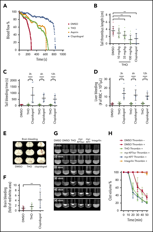 Interference in the formation of the 14-3-3ζ–c-Src–integrin-β3 complex in thrombosis without affecting hemostasis. (A) Oral administration of THO (100 mg/kg) alleviated 10% of the FeCl3-induced occlusive carotid artery thrombosis in mice. (B) Oral administration of THO (100 mg/kg) reduced the mouse tail thrombus induced by 40 mg/kg carrageenan. (C) Tail transection bleeding times of mice orally receiving THO (100 mg/kg) or clopidogrel (100 mg/kg) at 3, 6, and 12 hours after administration. (D) The number of RBCs in peritoneal lavage after a calibrated injury of the liver in mice treated with THO (100 mg/kg) or clopidogrel (10 mg/kg) at 3, 6, and 12 hours after administration. (E-F) Effect of oral administration of THO (100 mg/kg) or clopidogrel (100 mg/kg) on bleeding in the mouse brain. Photographs (E) and relative quantification (F) of the areas of brain bleeding. (G-H) In vitro effects of 100 μM THO, myr-KF7, and their relative controls on clot retraction of human platelet-rich plasma in the presence of 0.03 U/mL thrombin. Data are expressed as means ± SD (n = 3). *P < .05; **P < .01.