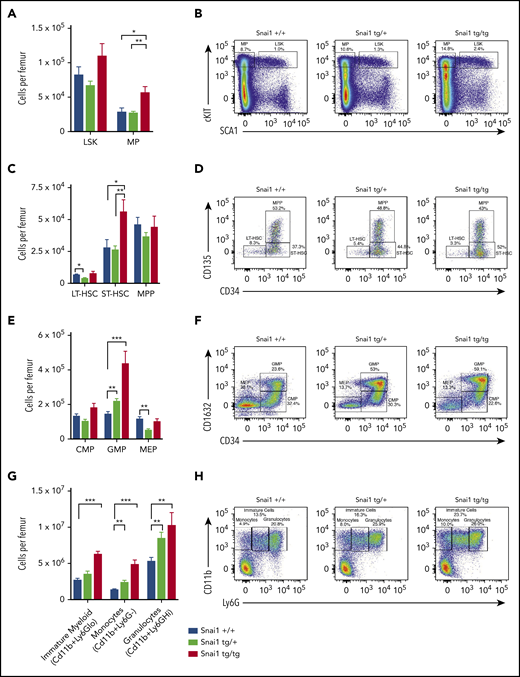 Snai1 overexpression perturbs myeloid lineage development. (A) Immunophenotypic characterization of hematopoietic stem (LSK) and myeloid progenitor (MP) cell populations within the bone marrow of Snai1 transgenic mice. (B) Flow cytometric analysis showing representative dot plots of LSK gated cells. (C) Within the stem cell compartment, there was a significant increase in the number of short-term HSCs (ST-HSCs; LIN−cKIT+SCA1+CD34+CD135−) but no change in the number of long-term HSCs (LT-HSCs; lin−cKit+Sca1+CD34−-CD135−) or multipotent progenitors (MPPs; LIN−cKIT+SCA1+CD34+CD135+). (D) Representative dot plots of LT-HSC, ST-HSC, and MPP gated cells are shown. (E) A significant increase in the number of common myeloid progenitors (CMPs; LIN−cKIT+SCA1−CD34+CD16/32−) GMPs (LIN−cKIT+SCA1−CD34+CD16/32+) was observed; however, the megakaryocyte/erythroid progenitor (MEP; LIN−cKIT+SCA1−CD34−CD16/32−) population was slightly reduced (significant only in the heterozygous mice). (F) Representative FACs plots of myeloid progenitor gating are shown. (G) A significant increase in the number of immature (CD11b+Ly6Glo) and mature myeloid cells (monocytes CD11b+GR1− and granulocytes CD11b+Ly6Ghi) was also evident in the bone marrow of Snai1 transgenic mice. (H) Flow cytometric analysis showing representative dot plots of myeloid gated cells. (A,C,E,G) Data are represented as mean + standard error of the mean for Snai1+/+ (n = 13), Snai1tg/+ (n = 8), and Snai1tg/tg (n = 7) biological replicates.*P < .05, **P < .01, ***P < .001 Student 2-sided unpaired t test.