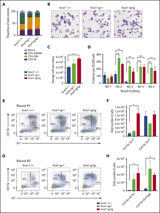 Snai1 overexpression induces self-renewal potential in immature myeloid cells and impairs granulocytic differentiation. (A) Snai1tg/+ and Snailtg/tg bone marrow generate significantly more colony-forming unit (CFU) granulocyte/macrophage (GM) colonies and significantly fewer CFU granulocyte/erythroid/macrophage/megakaryocyte (GEMM) colonies as compared with Snai1+/+ bone marrow. (B) Wright-Giemsa staining analysis of Snai1tg/+ and Snailtg/tg methylcellulose colony cytospins showing almost complete lack of mature granulocytes (green arrows) and an increase in immature myeloid cells (red arrows) as compared with Snai1+/+ colonies. (C) The number of cells per colony (calculated as total number of cells per total number of colonies) was significantly increased in Snailtg/tg cultures compared with Snai1+/+ cultures. Snai1tg/+ cultures also showed a trend toward an increased number of cells per colony; however, this was not significant. (D) Quantification of bone marrow methylcellulose colonies showing that Snai1tg/+ hematopoietic progenitor cells have increased self-renewal capability compared with Snai1+/+ controls, with Snai1tg/+ and Snai1tg/tg cells able to generate colonies in methylcellulose up to 5 rounds of replating. Snai1+/+ cells were only able to replate up to 3 rounds. (E) Flow cytometric analysis of methylcellulose-derived hematopoietic cells showing a higher percentage of immature and mature myeloid cells generated from Snai1tg/+ and Snai1tg/tg progenitor cells at the first round of culture. (F) Quantification of immature (CD11b+GR1lo) and mature (CD11b+GR1hi) myeloid cell populations in Snai1+/+, Snai1tg/+, and Snai1tg/tg cultures showing a significant increase in immature myeloid cells in the Snai1tg/tg cultures at the first round of culture. (G-H) A similar increase in immature myeloid cells was also observed after the second round of replating. (A,C,D,F,H) Data are represented as mean + standard error of the mean; n = 3 biological replicates. *P < .05, **P < .01, ***P < .001 Student 2-tailed unpaired t test.