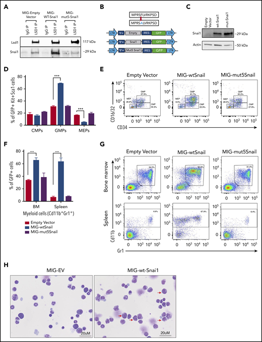 SNAI1 requires interaction with LSD1 to induce myeloid development defects. (A) Western blot analysis showing that LSD1 immunoprecipitation is able to pull down SNAI1 in the mouse hematopoietic progenitor cell line (HPC7). Empty vector control (MIG-EV)–transduced cells and MIG-mut5Snai1–transduced cells show a low level of endogenous SNAI1 pulldown, whereas the MIG-Snai1–transduced cells show a much higher level of SNAI1 pulldown because of the overexpressed WT-SNAI1 protein also being pulled down. The overexpressed mut5SNAI1 protein is not able to be pulled down by LSD1. (B) Overview (upper panel) of the mutant version of Snai1 that was generated with a phenylalanine (F) to alanine (A) amino acid change at position 5 of the SNAI1 protein. WT Snai1 cDNA and the mutant Snai1 cDNA were individually cloned into the MSCV-IRES-GFP retroviral vector. An empty MSCV-IRES-GFP vector was used as a transduction control. (C) MIG-Snai1– and MIG-mut5-Snai1–transduced cells both show high levels of SNAI1 protein, whereas the endogenous SNAI1 protein is unable to be detected in the empty vector–transduced cells. The western blot also demonstrates that the F→A mutation in the mut5-SNAI1 protein does not affect its overall protein stability or antibody recognition. (D) Flow cytometric quantification of the GFP+ bone marrow cell population in MIG-Snai1–recipient mice at 12 weeks posttransplantation, showing a significantly increased proportion of granulocyte/macrophage progenitor cells (GMPs) and a significantly decreased proportion of megakaryocyte/erythroid progenitor cells (MEPs) compared with GFP+ cells in MIG-EV–recipient mice (blue bars compared with black bars). The common myeloid progenitor cell (CMP) population was not different between the 2 mouse cohorts (left panel). No difference was observed in MIG-mut5Snai1 bone marrow compared with MIG-EV control bone marrow (purple bars compared with black bars). (E) Representative myeloid progenitor flow cytometric plots from empty vector, MIG-Snai1, and MIG-mut5Snail mice. (F) A significant increase in the proportion of mature myeloid cells was also observed within the GFP+ cell population in MIG-Snai1–recipient mouse bone marrow and spleen (blue bars compared with black bars). These myeloid abnormalities were completely absent in the MIG-mut5Snai1–recipient mice (purple bars). Data are represented as mean + standard error of the mean (SEM); n = 3 biological replicates. (G) Representative myeloid cell flow cytometric plots from bone marrow and spleens of MIG-EV, MIG-Snai1, and MIG-mut5Snail mice. (H) Wright-Giemsa staining of GFP+ bone marrow cytocentrifuge preparations shows normal myeloid development in MIG-EV–recipient mice, whereas in MIG-Snai1–recipient mice, there is a significant increase in the number of immature myeloid cells (red arrows), and a significant reduction of mature granulocytes. (D-E) Data are presented as mean + SEM; n = 3 mice from each cohort ***P < .001 Student 2-sided unpaired t test.