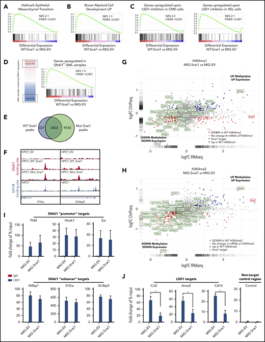 Genomic analysis of HPC7 cells transduced with either MIG-Snai1, MIG-mut5Snai1, or MIG-EV. Gene set enrichment analysis (GSEA) on RNA-seq data from MIG-Snai1 vs MIG-EV identified a significant correlation between genes upregulated in HPC7 cells expressing Snai1 (MIG-Snai1) and genes involved in the EMT (GSEA: hallmark epithelial mesenchymal transition) (A), genes upregulated upon myeloid development (GSEA: brown myeloid cell development up), genes upregulated upon LSD1 inhibition in HEL and CMK leukemia cell lines (GSE68348) (C), and genes upregulated in SNAI1 high AML patient samples (GSE10358) (D). (E) Overlap between WT SNAI1 and mut5-SNAI1 binding sites in HPC7 cells indicates that mut5SNAI1 protein is still capable of binding DNA. (F) Sample IGV tracks showing clear overlap of WT SNAI1 and mut5SNAI1 binding sites in 2 representative gene regulatory elements for Il10ra and Sh3bp5, as well as with published binding sites for GFI1B.49 FC-FC plot showing differentially expressed genes on the x-axis and differential H3K4me1 (G) or H3K4me2 (H) methylation levels on the y-axis. A correlation between differential methylation and differential expression in MIG-Snai1 cells is evident in both plots. Genes in green have an identified SNAI1 binding site in the ChIP-seq data. Red and blue dots indicate genes with significantly reduced or significantly increased respectively gene expression and methylation in MIG-Snai1 cells using a P value cut off <.05. (I) LSD1 ChIP–quantitative PCR (qPCR) results for 6 SNAI1 target genes that have reduced gene expression and reduced H3K4 methylation in MIG-Snai1 HPC7 cells. ChIP-qPCR data show binding of LSD1 directly overlapping SNAI1 binding sites in both the MIG-EV and MIG-Snai1 cells at all sites analyzed. (J) LSD1 ChIP-qPCR results for 3 LSD1 target sites showing significantly reduced LSD1 binding upon SNAI1 expression in MIG-Snai1 HPC7 cells. Control immunoglobulin G (IgG) samples were used as a control for nonspecific ChIP enrichment, and a nontarget control region was used to show specific pulldown at LSD1-bound sites compared with other sites within the genome. Data analyzed using a Mann-Whitney 1-tailed t test. *P < .01.
