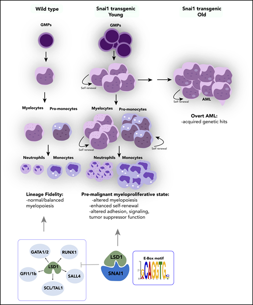 Proposed model of the effect of ectopically expressed SNAI1 on normal hematopoiesis and LSD1 function. During normal hematopoiesis, balanced myeloid development is observed, resulting in normal numbers of mature myeloid cells. Ectopic SNAI1 in hematopoietic cells interacts with LSD1 and subsequently leads to inhibition promotion of myeloid differentiation along the granulocyte and macrophage lineages. This complex drives expanded myeloid cell differentiation and production of excessive numbers of mature myeloid cells, resulting in myeloproliferative phenotypes. SNAI1/LSD1 complex also imbues enhanced self-renewal capacity on immature myeloid cells, allowing these cells to expand and potentially accumulate additional mutations that can result in AML development over an extended period of time. We propose that the interaction between SNAI1 and LSD1 drives myeloid developmental defects through physical interaction at SNAI1 gene targets containing the canonical E-box motif and subsequent modulation of LSD1 function and inhibition of LSD1 binding to its normal hematopoietic transcription factor partners, such as GATA1/2, SALL4, and GFI1/1b, and subsequently compromising the function of these key hematopoietic transcription factors.