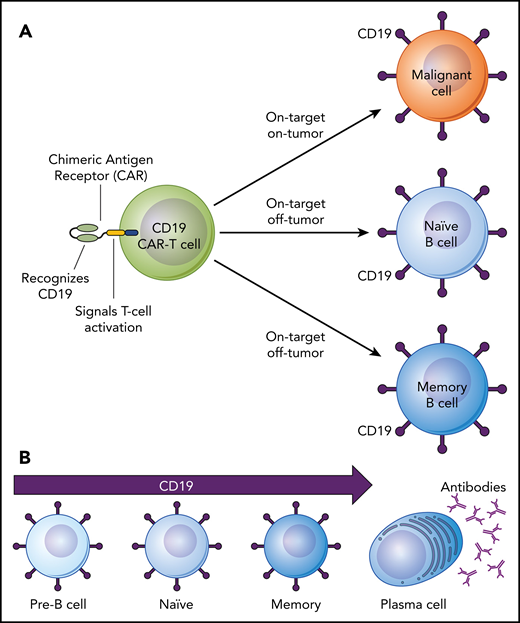 On-target, off-tumor side effects of CD19-targeted CAR–T-cell therapy. (A) Depiction of a CD19-targeted CAR-T cell that has both “on-target, on-tumor” and “on-target, off-tumor” activity. (B) The lineage of B cells from early to fully differentiated cells depicting expression of the CD19 cell surface antigen on pre-B cells, naïve B cells, and memory B cells but not on antibody-producing plasma cells.