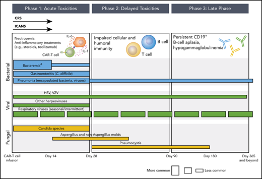 Phases of opportunistic infections in CD19-targeted CAR–T-cell therapy recipients.aApproximately 50% of bacteremia episodes are due to gram-positive organisms and 50% are due to gram-negative organisms. The conceptual model for this figure was adapted from Tomblyn et al.35