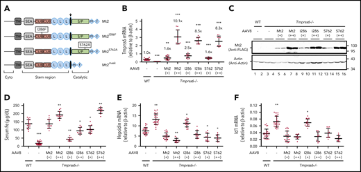 Suppression of hepcidin expression by Mt2S762A , but not by Mt2I286F , in Tmprss6−/− mice. Eight-week old Tmprss6−/− mice of both sexes were intraperitoneally injected with AAV8-Mt2, Mt2S762A, or Mt2I286F at ∼8 × 1011 (+) and ∼4 × 1012 (++) viral genome-particles per mouse, or phosphate-buffered saline as control (–). Animals were euthanized at 3 weeks’ postinjection for analysis. Age-matched wild-type (WT) littermates on the same background were included as additional controls. Each group consisted of at least 10 animals with similar numbers of male and female mice. (A) Diagrams of Mt2 constructs with C-terminal FLAG/MYC tag. The arrow indicates the predicted cleavage activation site. Catalytic, serine protease (S/P) catalytic domain; Cyto, cytoplasmic domain; f, FLAG; L, low-density lipoprotein receptor class A domain; m, MYC; SEA, sea urchin sperm protein, enteropeptidase agrin; TM, transmembrane domain. (B) qRT-PCR analysis of hepatic Tmprss6 mRNA. The relative levels to endogenously expressed Tmprss6 mRNA in WT mice were also presented. (C) A representative image of western blot analysis for transduced Mt2 protein in the liver extracts (250 µg protein) by using an anti-FLAG antibody. β-actin was used as a loading control. (D) Serum iron (Fe) concentrations. (E-F) qRT-PCR analysis of hepatic hepcidin and Id1 mRNA. All qRT-PCR results are expressed as the amount relative to that of β-actin for each sample. Data are expressed as the mean ± standard deviation. One-way analysis of variance was used to analyze the data relative to WT mice. *P <.05; **P <.01; ***P <.001.