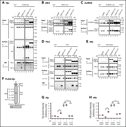Cleavage and stabilization of substrates by Mt2, the protease-dead Mt2S762A , and Mt2mask in Hep3B cells. (A) Mt2S762A but not Mt2mask increases cell surface Hjv. pCMV9-Hjv was cotransfected with an equal amount of pEGFP-N1 (EGFP), pCMV9-Mt2, Mt2S762A, or Mt2mask plasmid DNA into Hep3B cells. Approximately 30 hours’ posttransfection, fresh medium was changed with or without 10 µM aprotinin (AP). After another 24 hours of incubation, cell surface proteins were biotinylated at 4°C, followed by pull-down of the biotinylated proteins using streptavidin agarose beads. The eluted cell surface proteins, ∼10% of input lysate, and a fraction of concentrated CM were subjected to sodium dodecyl sulfate-polyacrylamide gel electrophoresis and immunodetection by using anti-FLAG antibody for input and cell surface Hjv, Mt2, and Mt2 mutants or by using rabbit anti-HJV antibody for CM Hjv. Each panel was cropped from the same image. Effects of Mt2, Mt2S762A, and Mt2mask on cell surface Alk3 (B), ActRIIA (C), and Tfr2 (D). The cotransfection, biotinylation, and immunodetection were performed essentially the same as described in panel A except that Tfr2 was incubated with either AP (A) or furin convertase inhibitor (F). Alk3 and ActRIIA were subjected to immunodetection by using an anti-FLAG antibody, and Tfr2 was detected by using a rabbit anti-Tfr2 antibody. (E) Mt2S762A but not Mt2mask increases cell surface Hfe. Hep3B cells were cotransfected with pCMV6-Hfe, pJB-1-B2M, and pEGFP-N1 or pCMV6-Mt2 or Mt2S762A or Mt2mask at 1:1:1 ratios of plasmid DNA. AP treatment, the biotinylation of cell surface proteins, and immunodetection were performed as described in panel A. Hfe was detected by using an anti-FLAG antibody. (F) Diagram of N-terminal tagged mouse Hjv with the potential cleavage sites by Mt2 and furin. Quantification of cell surface Hjv band (G) and cell surface Hfe band (H) from panels A and E, respectively. All experiments were repeated at least 3 times, with consistent results. **P <.01; ***P <.001. IB, immunoblotting; n.s., nonspecific band.