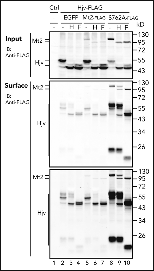 N-glycosylation analysis of cellular and cell surface Hjv. Cotransfection of HEK293 cells with Hjv and Mt2 or mutants, as well as the biotinylation of cell surface proteins, was performed as described in the Figure 2A legend. Cell lysate (input) and biotinylated cell surface proteins were subjected to digestions by Endo-H (H) or PNGase F (F), followed by immunodetection with anti-FLAG HRP for Hjv, Mt2, and Mt2 mutants. Two images for cell surface proteins with different exposure times are presented. All experiments were repeated at least 3 times, with consistent results. Ctrl, control; IB, immunoblotting.