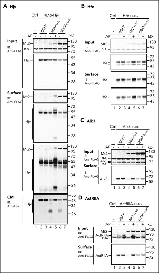 Substrate cleavage by Mt2I286F. Mt2I286F cleaves Hjv (A), Hfe (B), Alk3 (C), and ActRIIA (D) in Hep3B cells. Cotransfection of pCMV9-Hjv, pCMV6-Hfe, Alk3, or ActRIIA with pEGFP-N1 (EGFP), pCMV9-Mt2, or Mt2I286F, aprotinin (AP) treatment, biotinylation, and immunodetection were performed as described in Figure 2A-C and E. Input and cell surface Hjv, Hfe, Alk3, ActRIIA, Mt2, and Mt2 mutants were detected by using anti-FLAG HRP, and CM Hjv was detected by using a rabbit anti-HJV antibody. All experiments were repeated at least 3 times, with consistent results. IB, immunoblotting; n.s., nonspecific band.