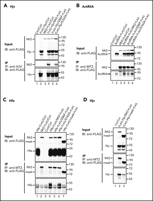 I286F mutation reduces the interaction of Mt2 with Hjv, ActRIIA, and Hfe. HEK293 cells were transfected individually with pCMV6-Mt2, Mt2I286F, Mt2S762A, Mt2mask, pCMV9-Hjv, pCMV6-ActRIIA, or Hfe/pJB-1-B2M. Untransfected cells were used as control (Ctrl). Immunoprecipitation was performed by mixing the lysates in the presence of protease inhibitors. (A) Mt2I286F was not coimmunoprecipitated with Hjv. A rabbit anti-HJV antibody was used for pulldown. The eluates and 10% input were subjected to sodium dodecyl sulfate-polyacrylamide gel electrophoresis and immuodetection for Hjv and Mt2 using a HRP-conjugated anti-FLAG antibody. Mt2I286F has reduced interaction with ActRIIA (B), and both Mt2I286F and Mt2mask have reduced interactions with Hfe (C). Coimmunoprecipitation was performed by using a rabbit anti-MT2 antibody. An HRP-conjugated anti-FLAG antibody was used for immunodetection of ActRIIA, Hfe, Mt2, and Mt2 mutants. (D) Mt2mask has reduced interaction with Hjv. Coimmunoprecipitation and immunodetection were performed as described in panels B and C. An HRP-conjugated anti-FLAG antibody was used for immunodetection of Hjv, Mt2, and Mt2mask. All experiments were repeated at least 3 times, with consistent results. IB, immunoblotting; IP, immunoprecipitation.
