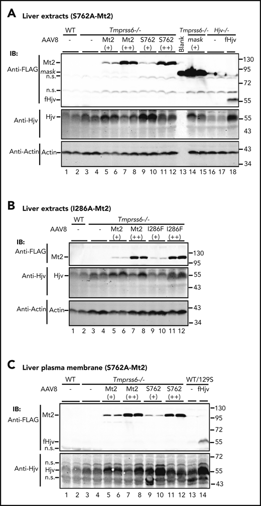 Immunodetection of endogenously expressed Hjv in the liver of Tmprss6−/− mice that express exogenous Mt2. (A) Representative images of western blot analysis for endogenously expressed Hjv, β-actin, and introduced Mt2, Mt2S762A, Mt2mask, or FLAG-tagged Hjv (fHjv) in the whole liver extracts (250 µg protein) of wild-type (WT), Tmprss6−/−, and Hjv−/− mice. (B) Representative images of western blot analysis for endogenously expressed Hjv, β-actin, and introduced Mt2 or Mt2I286F in the whole liver extracts (250 µg protein) of WT and Tmprss6−/− mice. (C) Representative images of western blot analysis for endogenously expressed Hjv, and introduced Mt2, Mt2S762A, Mt2mask, or Hjv in the liver membrane preparation (250 µg protein) of WT, Tmprss6−/−, and WT 129S6 mice expressing exogenous FLAG-tagged Hjv (fHjv). IB, immunoblotting; n.s., nonspecific band.