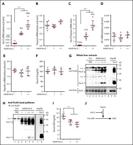 Increased Hai-2 in the liver does not alter hepcidin expression. Eight-week-old wild-type 129S6 male mice were intraperitoneally injected with AAV8-Hai-2 at ∼0.6 × 1011 (+) and ∼2.2 × 1011 (++) viral genome-particles per mouse, or phosphate-buffered saline (PBS) as control) (Ctrl) (–). Animals were euthanized at 3 weeks’ postinjection for analysis. Each group consisted of at least 5 animals. (A-B) qRT-PCR analysis of hepatic Hai-2 and Tmprss6 mRNA. (C) Ratios of Hai-2 mRNA vs Tmprss6 mRNA in the liver. Results were calculated by using the data from panels A and B. (D-E) qRT-PCR analysis of hepatic Id1 and hepcidin mRNA. (F) Serum iron (Fe) concentrations. All qRT-PCR results are expressed as the amount relative to that of β-actin for each sample. Data are expressed as the mean ± standard deviation. One-way analysis of variance was used to analyze the data relative to the PBS control group. (G) A representative image of western blot analysis for transduced FLAG-tagged Hai-2 protein in the whole liver extracts (250 µg protein) by using an anti-FLAG antibody. Cell lysate of Hep3B cells expressing FLAG-tagged Hai-2 was included as a positive control. β-actin was used as a loading control. (H) Representative images of western blot analysis for concentrated FLAG-tagged Hai-2 from the liver. FLAG-tagged Hai-2 from ∼2 mg liver extract proteins was pulled down by using anti-FLAG affinity gel (A2220; MilliporeSigma), followed by elution using the 3 × FLAG peptide at ∼200 µg/mL (F4799; MilliporeSigma) and immunodetection using anti-FLAG antibody. Both images were derived from the same membrane with different exposure times because of the relatively low Hai-2 level in transfected Hep3B cells. (I) Serum HGF assay using an Enzyme-Linked Immunosorbent Assay Kit (RAB0214; MilliporeSigma). Serum was obtained from blood collected by cardiac puncture. One-way analysis of variance was used to analyze the data relative to the PBS control group. (J) Diagram for Hai-2 reduction of serum HGF via hepsin. **P <.01; ***P <.001. IB, immunoblotting; n.s., nonspecific band.