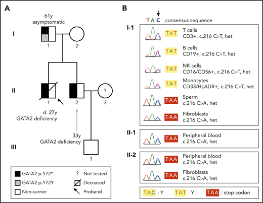 Pedigree and tissue-specific sequencing showing GATA2 mutations and disease phenotypes. (A) The heterozygous germline GATA2 p.Y72* mutation in affected brothers II-1 and II-2 segregated with GATA2 deficiency; the father (I-1) did not harbor this mutation in the blood by Sanger sequencing and was asymptomatic. (B) Sequencing chromatograms demonstrate that I-1 carried the GATA2 c.216 C>A p.Y72* mutation (as did II-1 and II-2) in sperm and fibroblasts, but not in blood subpopulations. Sorted T, B, and NK cells and monocytes from I-1 carried the silent somatic mutation in GATA2 c.216 C>T p.Y72Y, indicating somatic genetic rescue at the hematopoietic stem cell level. Het, heterozygous.