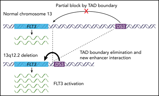 Schematic showing the effect of 13q12.2 deletions on FLT3 expression in BCP-ALL. The novel regulatory enhancer DS3 normally lies far upstream of the FLT3 gene on chromosome 13q. In wild-type cells, DS3 and FLT3 occur in separate TADs and are therefore functionally insulated from one another in the genome. Recurrent 13q12.2 deletions in BCP-ALL eliminate the boundary between these 2 TADs, allowing the DS3 enhancer to contact FLT3 and activate its expression.