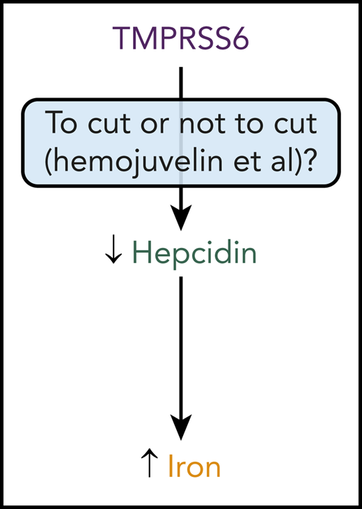 TMPRSS6 has an impact on iron levels in the body by inhibiting hepcidin expression, which increases iron availability. Whether or not TMPRSS6 inhibits hepcidin expression by cleaving HJV and other proteins, or just by binding to these proteins, now needs to be reconsidered.