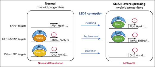 Three potential mechanisms of LSD1 corruption in SNAI1-overexpressing myeloid progenitors. From this study, SNAI1 overexpression will (1) hijack/recruit LSD1 at ectopic binding sites to repress the expression of SNAI1 target genes; (2) compete with and replace transcription factors that interact with LSD1 to regulate gene expression; and (3) deplete LSD1 from regulatory regions most probably resulting in transcriptional derepression. TF, transcription factor.