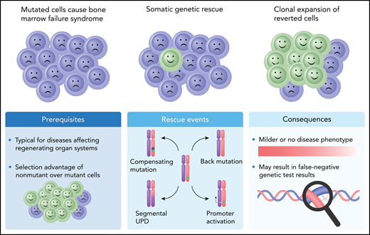 Schematic presentation of SGR in conditions caused by autosomal dominant haploinsufficient genetic variants. Four causative mechanisms for these conditions have been described (Rescue events), either by making use of the functional wild-type allele (reversion by mitotic recombination resulting in segmental UPD, or promoter activation) or by correcting functionality of the mutated copy through a compensating mutation or a back mutation. A compensating mutation (blue dot) occurs on a different location within the same gene copy and takes away the deleterious effect of the pathogenic mutation (green dot), for example, by restoring the reading frame of a pathogenic frameshift mutation. A back mutation reverts the original mutation back to normal. The GATA2 rescue event described by Catto and coworkers is of the “back mutation” type, where in the pathogenic germline GATA2 c.216C>A (p.Y72*) variant, the A residue is spontaneously remutated into a T, by which the amino acid sequence is restored (c.216C>T; p.Y72Y).