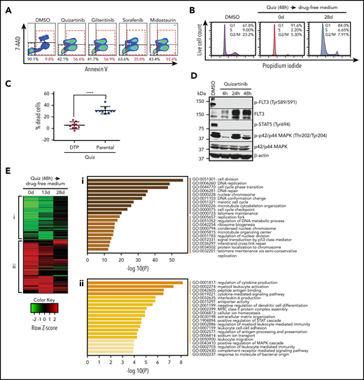 DTPs survive lethal doses of FLT3 inhibitors by upregulating inflammatory pathways. (A) Representative images (n = 3) of FACS analysis of MV4-11 cells following treatment with 100 nM quizartinib, gilteritinib, midostaurin, and sorafenib for 48 hours. Cells are labeled with APC-Annexin-V and 7-AAD. (B) Cell-cycle analysis was performed after MV4-11 cells were treated with DMSO or 100 nM quizartinib (Quiz) for 48 hours immediately after treatment (0 days) or after recovery in drug-free media for 28 days. Surviving cells were isolated by Ficoll centrifugation, stained with propidium iodide, and analyzed by FACS. (C) DTPs were isolated by Ficoll centrifugation after 48 hours of quizartinib treatment. The surviving DTPs as well as untreated parental cells were used for quantification of dead cells (Annexin-V positive) by APC-Annexin-V and 7-AAD staining and FACS analysis following further treatment with DMSO or 100 nM quizartinib for 48 hours (data normalized to DMSO control). (D) A representative immunoblot (n = 3) showing that phosphorylation of FLT3 and STAT5, but not p42/44 MAPK, is abolished in DTPs (MV4-11 cells that survived 100 nM quizartinib treatment of the indicated times). (E) A heat map of differentially expressed genes relative to untreated parental MV4-11 cells at the indicated time points (green, downregulated; red, upregulated). Pathway analysis of downregulated (i) and upregulated (ii) genes at 48 hours after treatment with 100 nM quizartinib. RNA-sequencing was conducted in 3 independent experiments with similar results. GO, Gene Ontology.