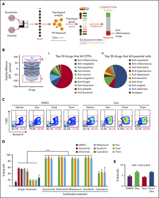 Anti-inflammatory drugs enhance the cytotoxicity of FLT3 inhibitors in FLT3-mutant AML cells. (A) Analysis scheme used to identify druggable targets in DTPs. (B) Drug screening of DTPs and parental MV4-11 cells using a library of 1500 FDA-approved drugs. Cells were incubated with the drug library for 48 hours, and viability was measured using CellTiter-Glo. The top 50 drugs that selectively kill DTPs or parental cells are highlighted by red boxes. Pie chart shows the top 50 drugs that selectively kill DTPs (i) or parental cells (ii). (C) Representative images (n = 4) of FACS analysis of APC-Annexin-V and 7-AAD stained MV4-11 cells following treatment with quizartinib (100 nM) alone or in combination with 50 µM dexamethasone (Dex), prednisolone (Pred), or triamcinolone (Triam) for 48 hours. (D-E) Combined analysis of replicate experiments to quantify dead cells (Annexin-V positive) using APC-Annexin-V and 7-AAD staining and FACS analysis for the indicated drug combinations (100 nM FLT3 inhibitors, 1 µM cytarabine, and 50 µM GCs) in MV4-11 (D) and THP1 (E) cells. WT, wild-type.
