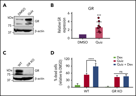 Quizartinib- and dexamethasone-induced synergistic cell death is mediated through GR. A representative immunoblot (A) and quantification of replicate experiments (B) (denoted by the individual dots) using densitometry showing GR is increased following 48-hour quizartinib (100 nM) treatment in MV4-11 cells. (C) Immunoblot showing GR-knockout (pooled single clones) in MV4-11 cells. (D) FACS quantification of dead cells (Annexin-V positive) in GR-knockout and wild-type MV4-11 cells treated with the indicated drugs (100 nM quizartinib, 50 µM dexamethasone) for 48 hours. KO, knockout.