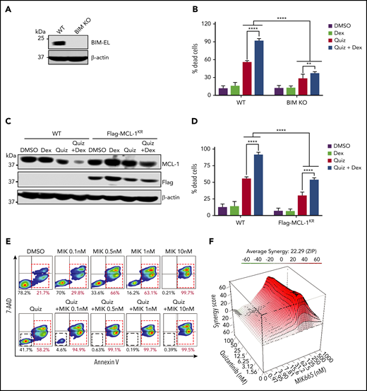 BIM knockout and MCL-1 overexpression rescue cell death of MV4-11 cells treated with quizartinib alone or in combination with dexamethasone. (A) Immunoblot showing BIM-knockout (pooled single clones) in MV4-11 cells. (B) Quantification of Annexin-V positive dead cells in BIM-knockout (KO) or wild-type MV4-11 cells treated with the indicated drugs (100 nM quizartinib and 50 µM dexamethasone) for 48 hours and subjected to APC-Annexin-V and 7-AAD staining and FACS analysis. (C) A representative immunoblot (n = 2) showing MCL-1 degradation in cells expressing Flag-MCL-1KR as well as wild-type cells following treatment with the indicated drugs (100 nM quizartinib and 50 µM dexamethasone) for 18 hours. (D) Quantification of Annexin-V positive dead cells in Flag-MCL-1KR–expressing cells or WT cells treated with the indicated drugs (100 nM quizartinib and 50 µM dexamethasone) for 48 hours by APC-Annexin-V and 7-AAD staining and FACS analysis. (E) Representative images of FACS analysis of APC-Annexin-V and 7-AAD stained MV4-11 cells following treatment with quizartinib (100 nM) alone or in combination with MCL-1 inhibitor MIK-665 at the indicated concentrations for 48 hours. (F) Three-dimensional graph showing the synergy score of quizartinib and MIK-665 combination after 48 hours in MV4-11 cells.